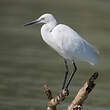 Aigrette garzette