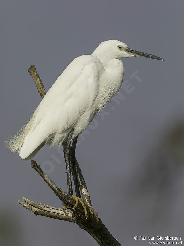 Little Egretadult