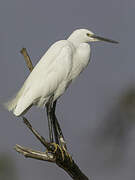 Little Egret