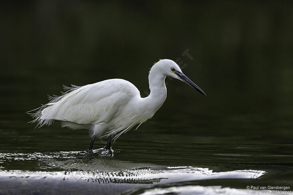 Aigrette garzetteadulte