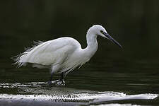 Aigrette garzette