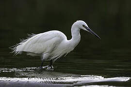 Aigrette garzette