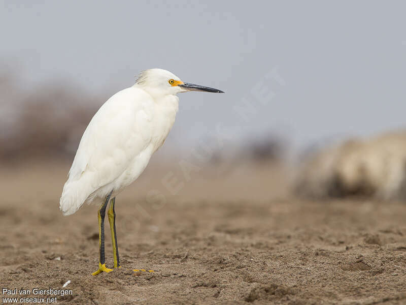 Aigrette neigeuseadulte, pigmentation, Comportement