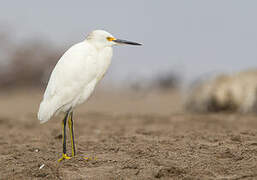 Snowy Egret