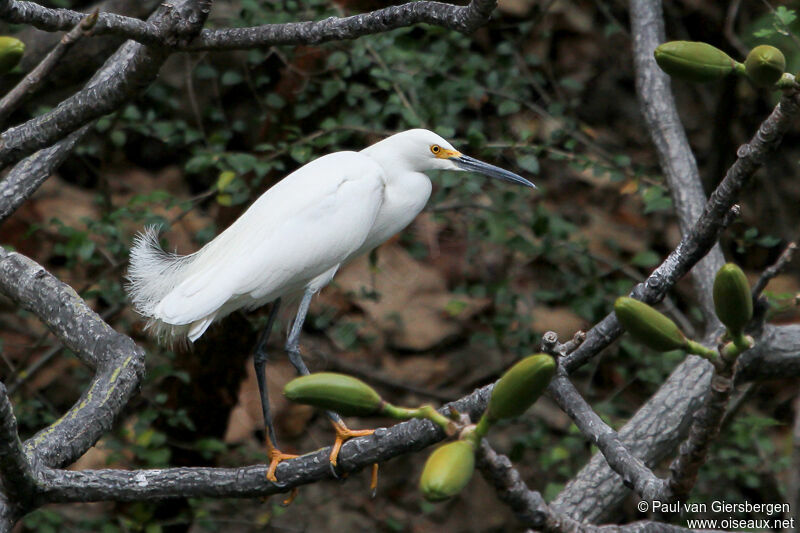 Aigrette neigeuse