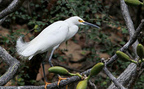 Snowy Egret