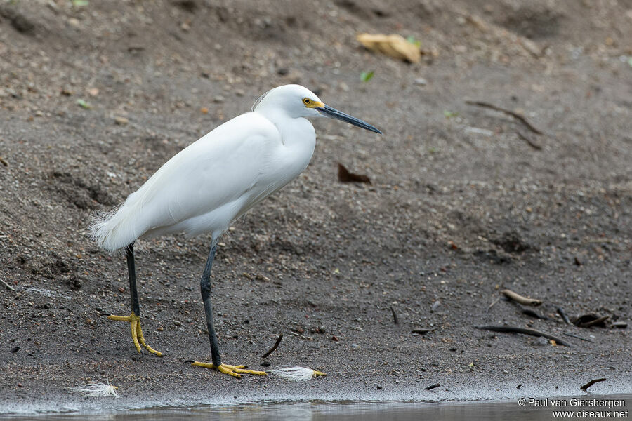 Aigrette neigeuseadulte