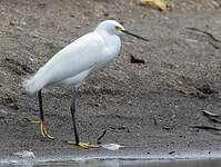 Aigrette neigeuse