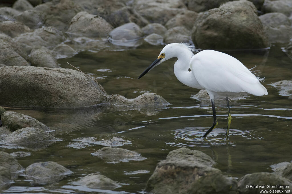 Aigrette neigeuseadulte