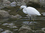 Aigrette neigeuse