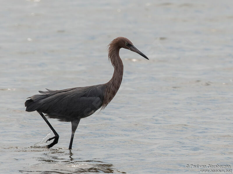 Aigrette roussâtre