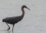 Aigrette roussâtre