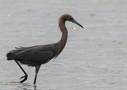 Reddish Egret