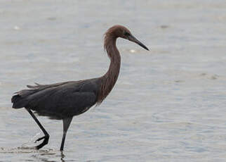 Aigrette roussâtre