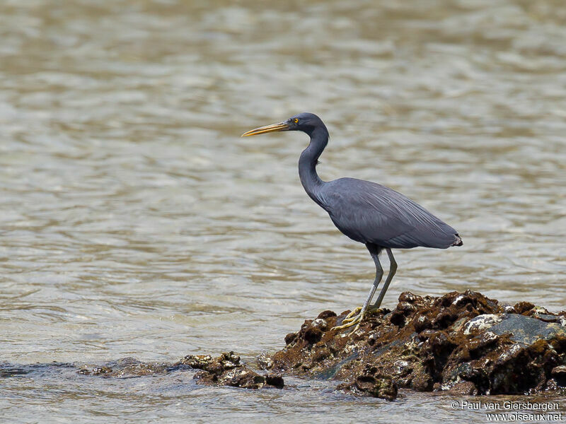 Pacific Reef Heron