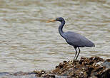 Aigrette sacrée