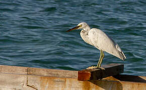 Aigrette sacrée