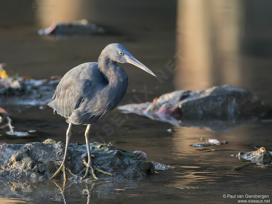 Aigrette sacréeadulte