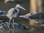 Aigrette sacrée