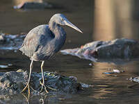 Aigrette sacrée