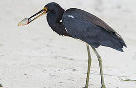 Aigrette tricolore