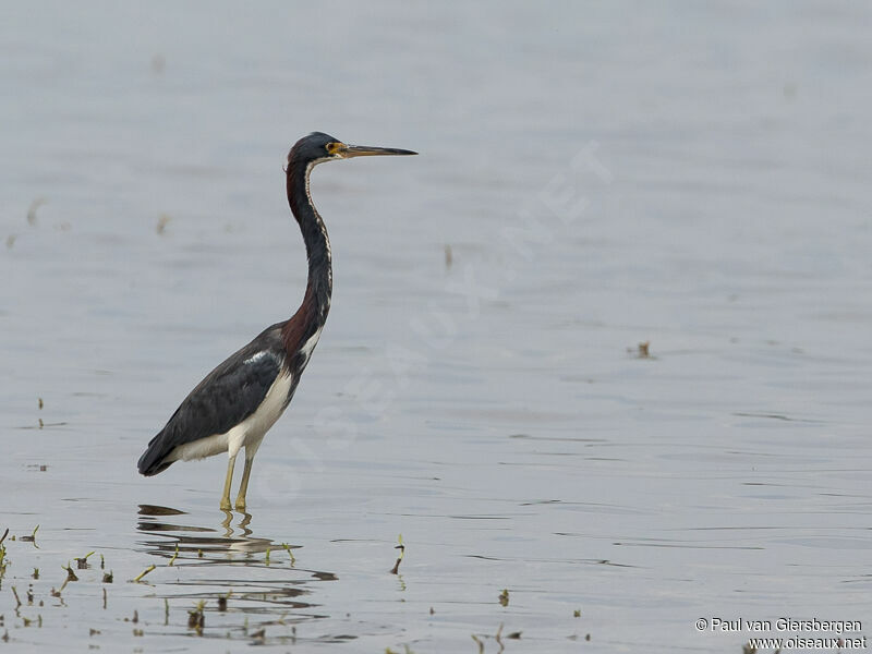 Tricolored Heron