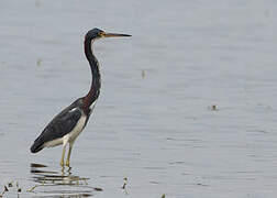 Tricolored Heron