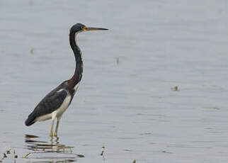 Aigrette tricolore