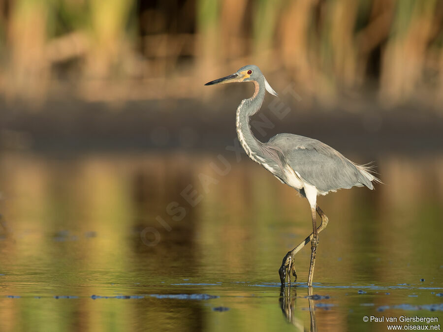 Aigrette tricoloreadulte