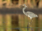 Aigrette tricolore