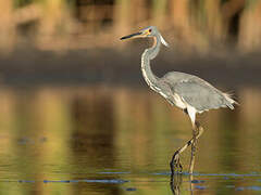 Tricolored Heron