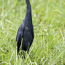 Aigrette vineuse