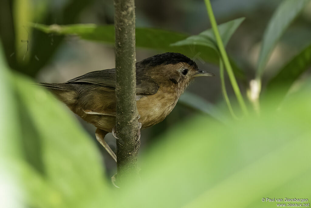 Brown-capped Babbleradult