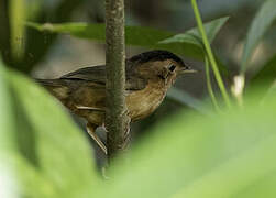 Brown-capped Babbler