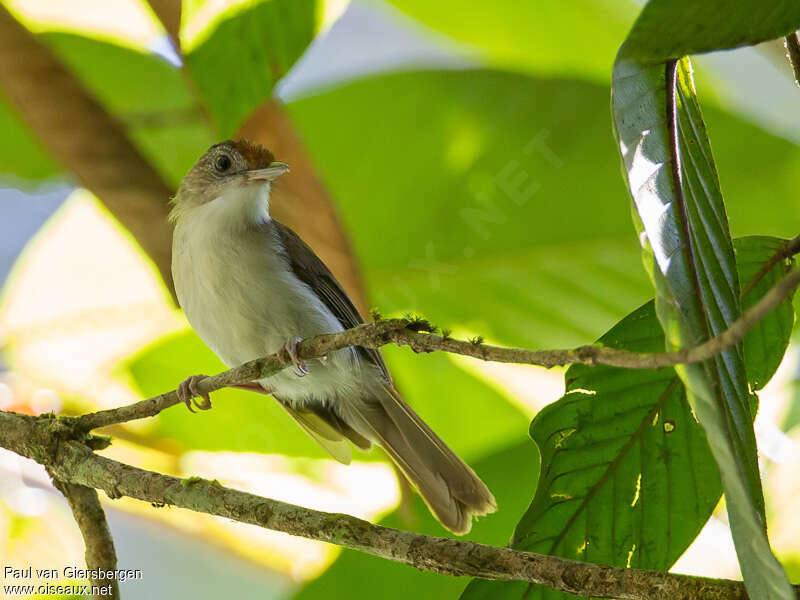 Akalat à calotte maillée, identification