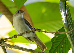 Scaly-crowned Babbler