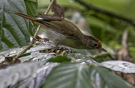 Scaly-crowned Babbler