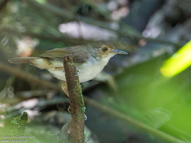 Akalat à front noiradulte, identification