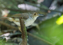 White-chested Babbler