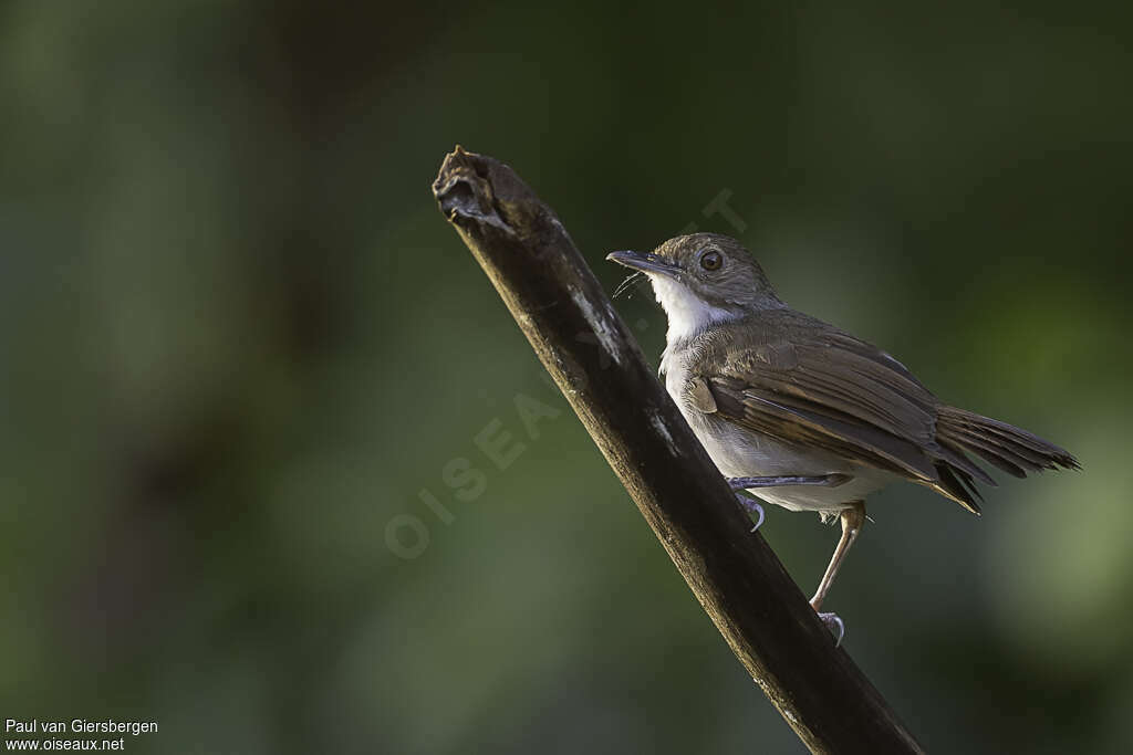 Bornean Swamp Babbleradult