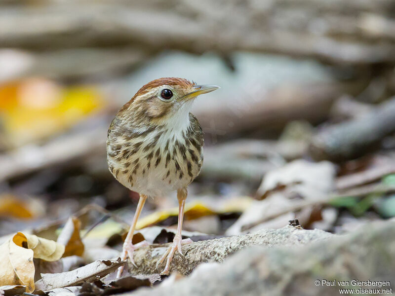 Puff-throated Babbler