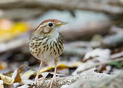 Puff-throated Babbler