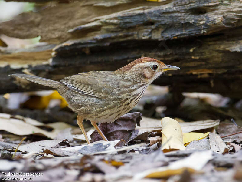 Akalat à poitrine tachetéeadulte, identification