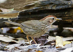 Puff-throated Babbler