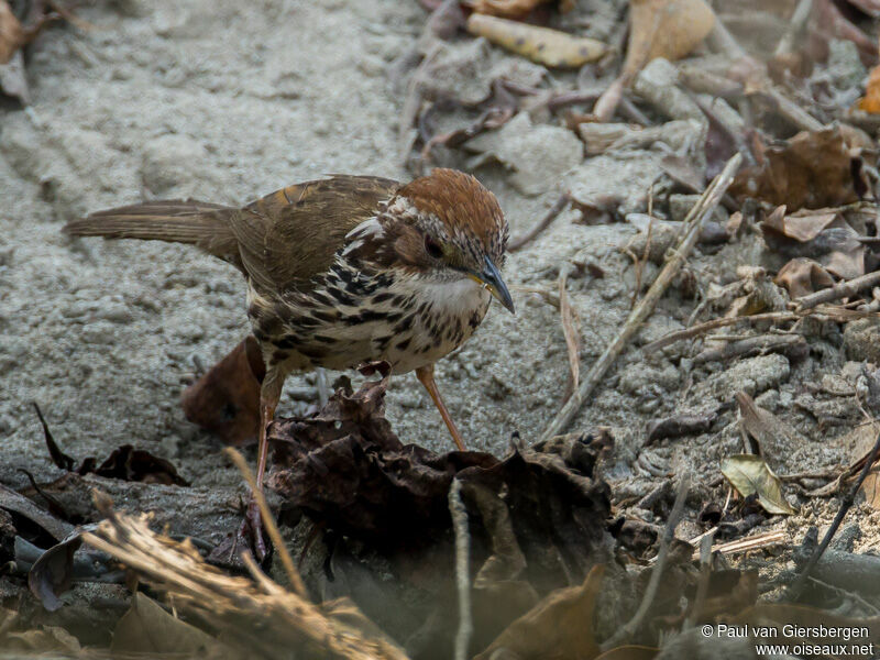 Puff-throated Babbler