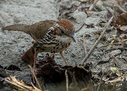 Puff-throated Babbler