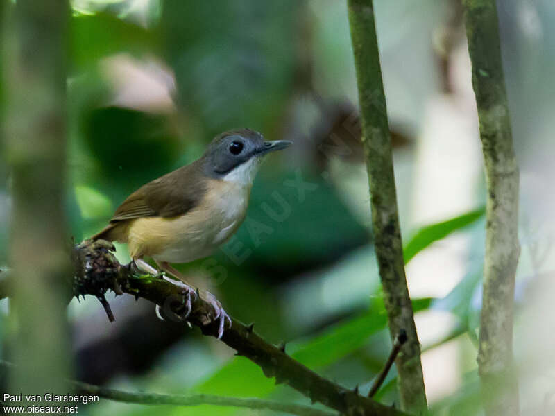 Short-tailed Babbleradult, identification