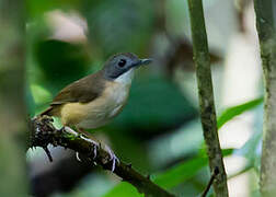 Short-tailed Babbler