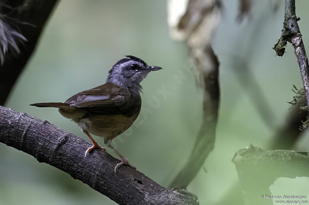 Blackcap Illadopsisadult