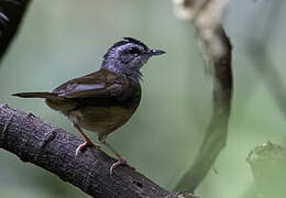 Blackcap Illadopsis